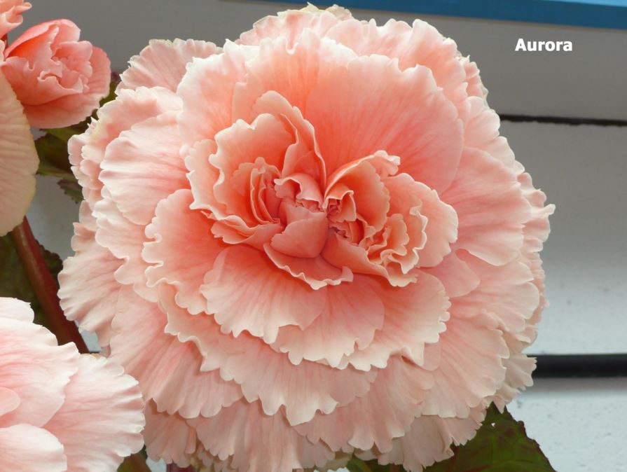 B. ‘Aurora’